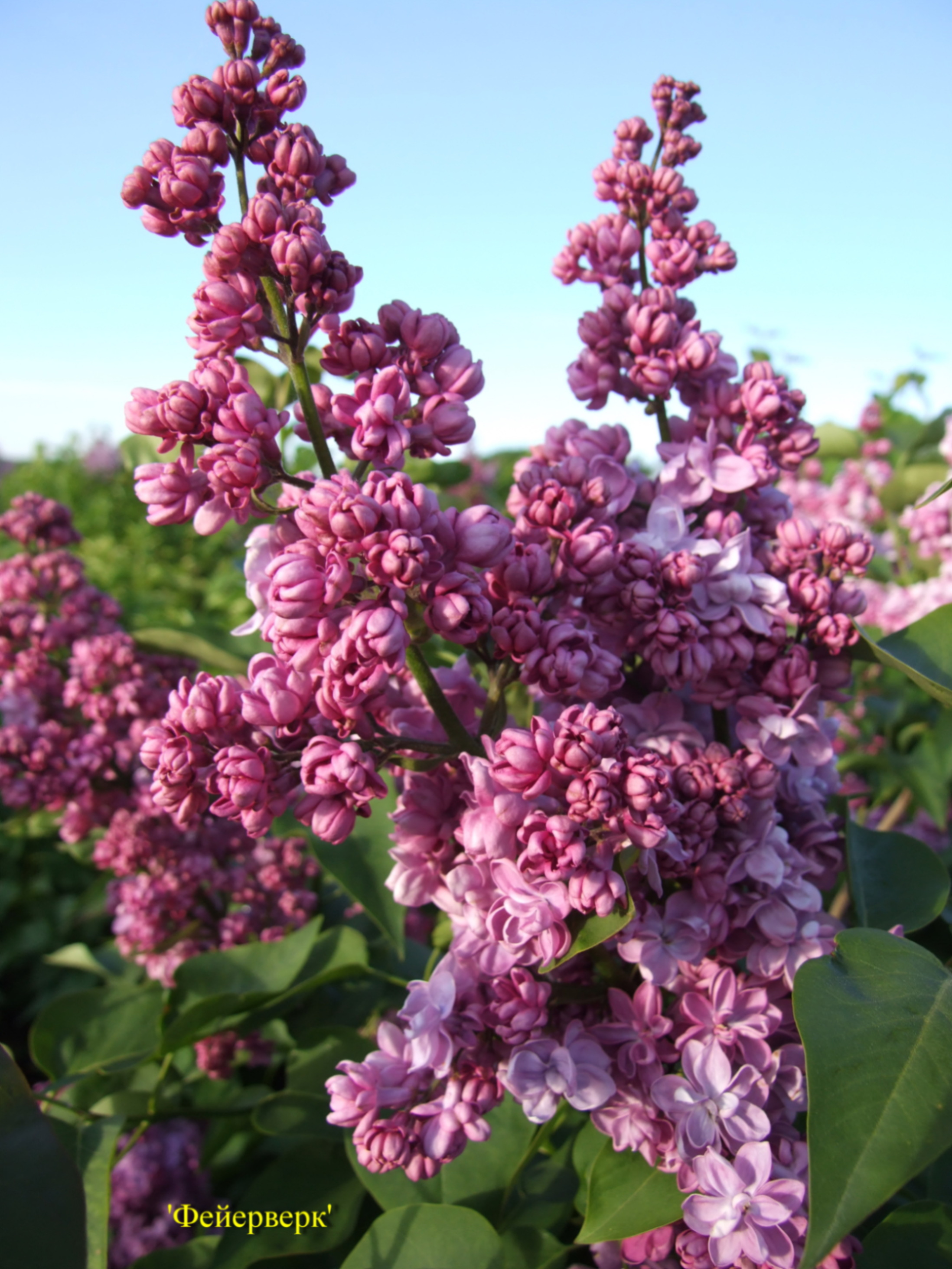 Сирень обыкновенная Фейерверк